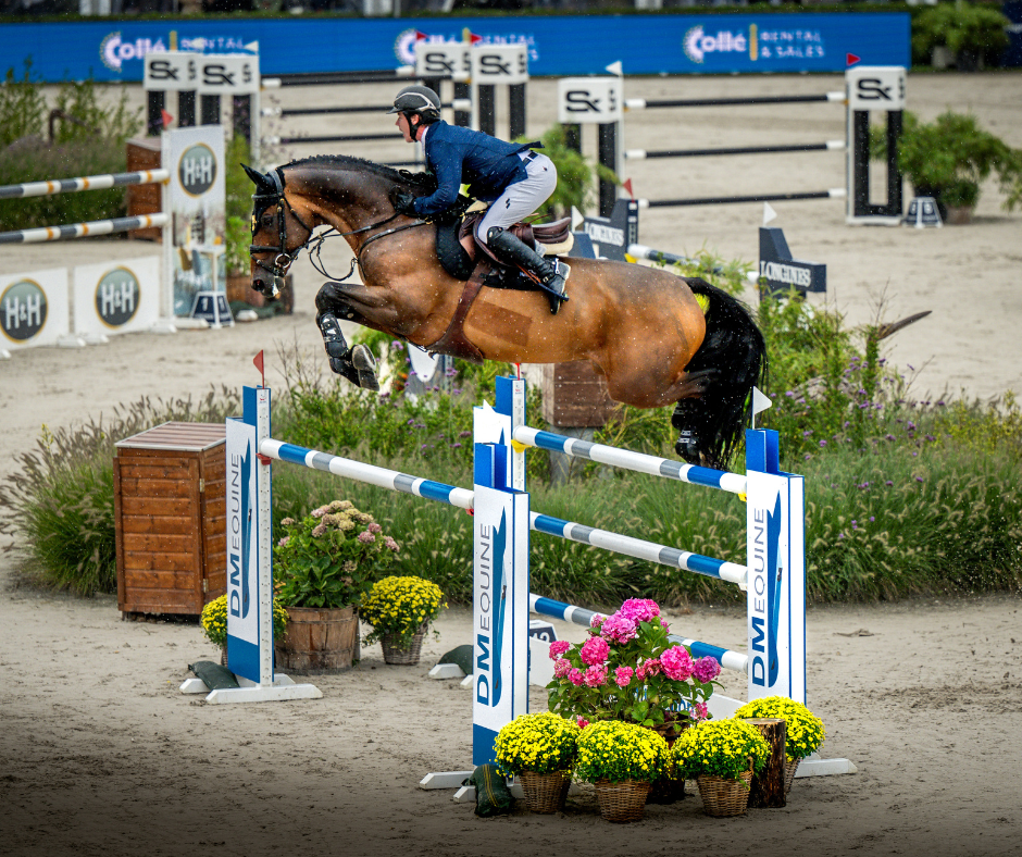 Chacco Bay Stallion
